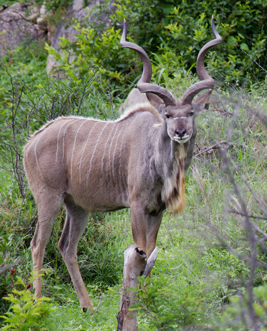 Male Kudu